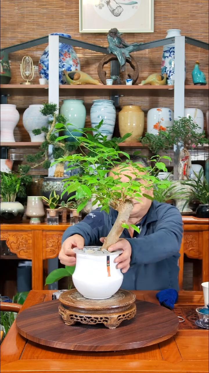 无花朵猪*巴水之韵水培三角梅