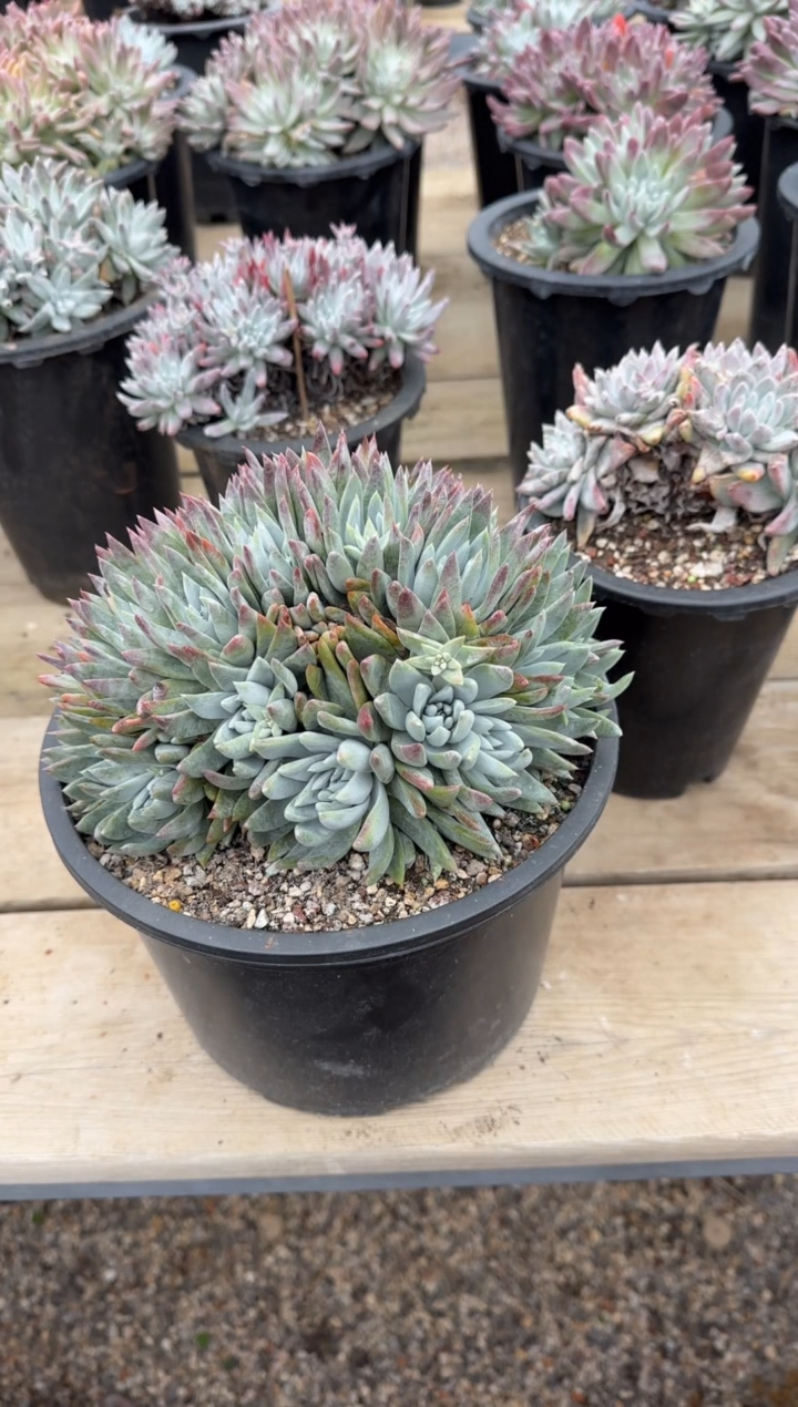 【闪购商品】202502009多肉植物晨XI