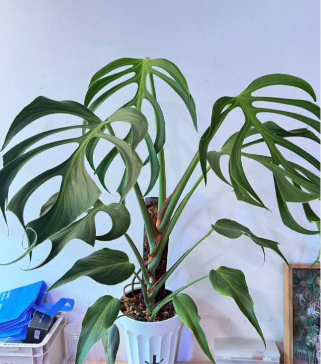 巴 西  龟 背 盆栽 