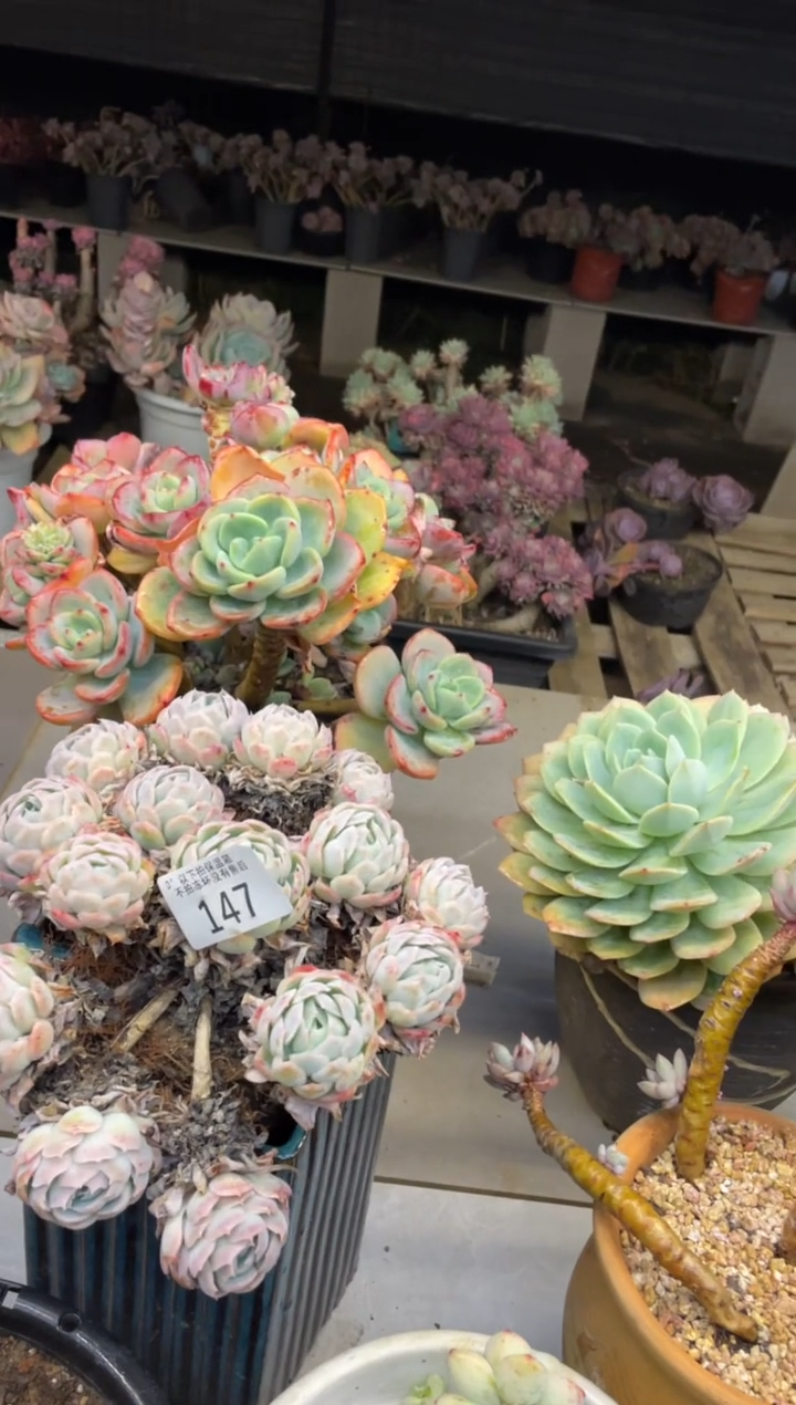 【闪购商品】147贝瑞