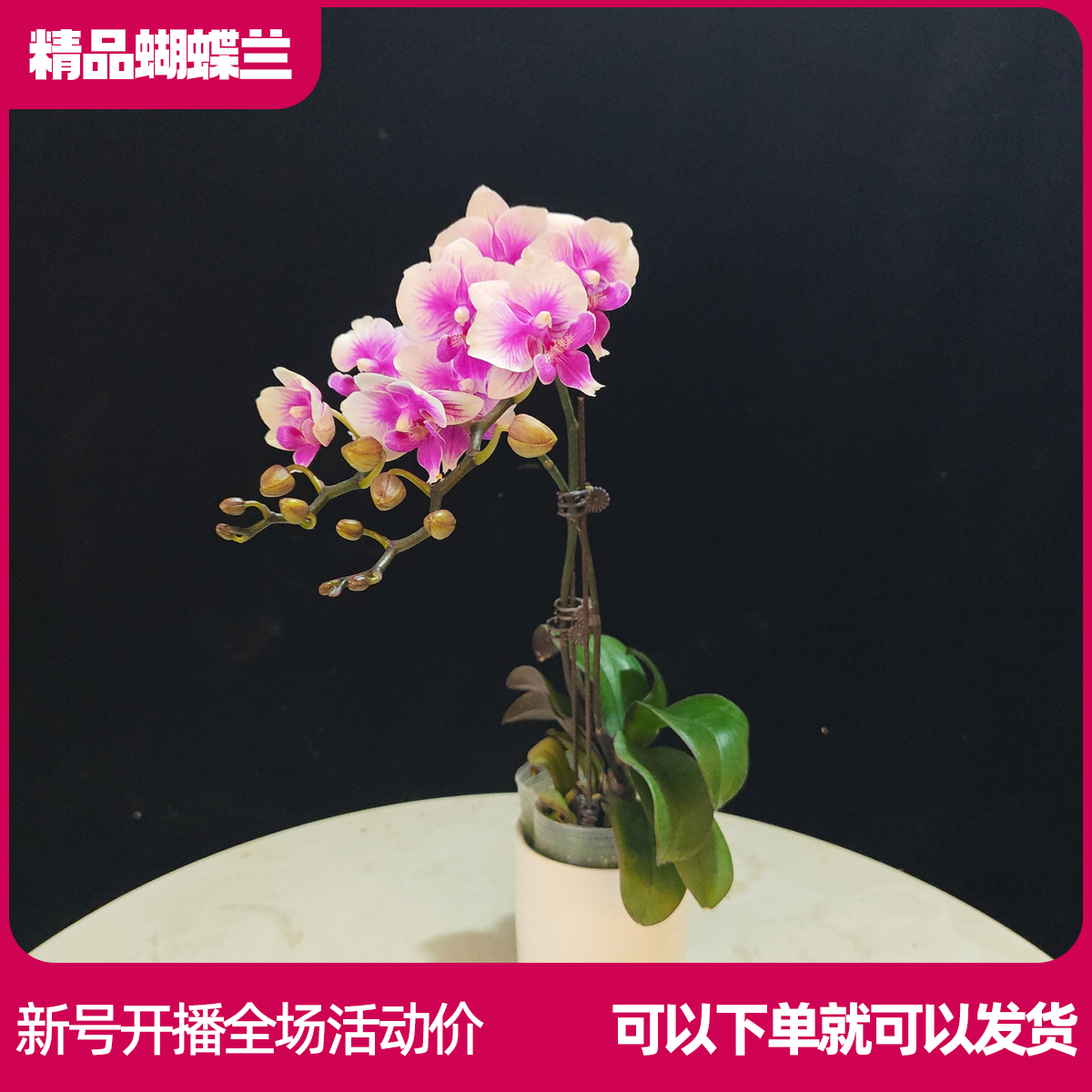 【可爱多B01】任意两颗包邮 只拍一颗默认【发苗】