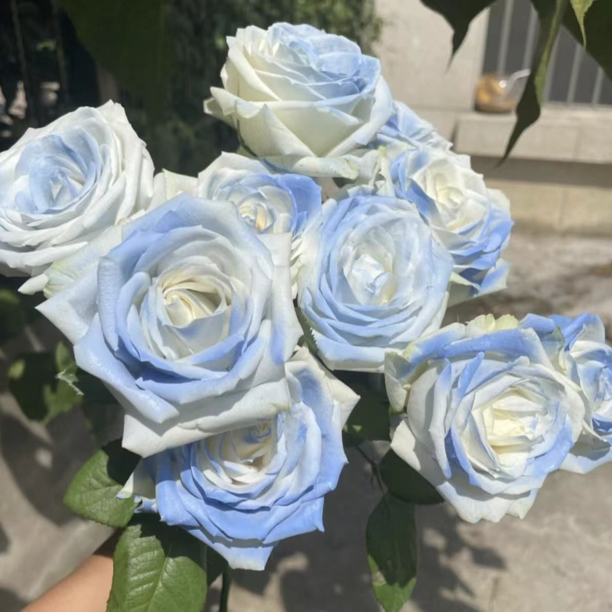 【碎冰蓝玫瑰】云南直发玫瑰鲜花两单京东冷链包邮