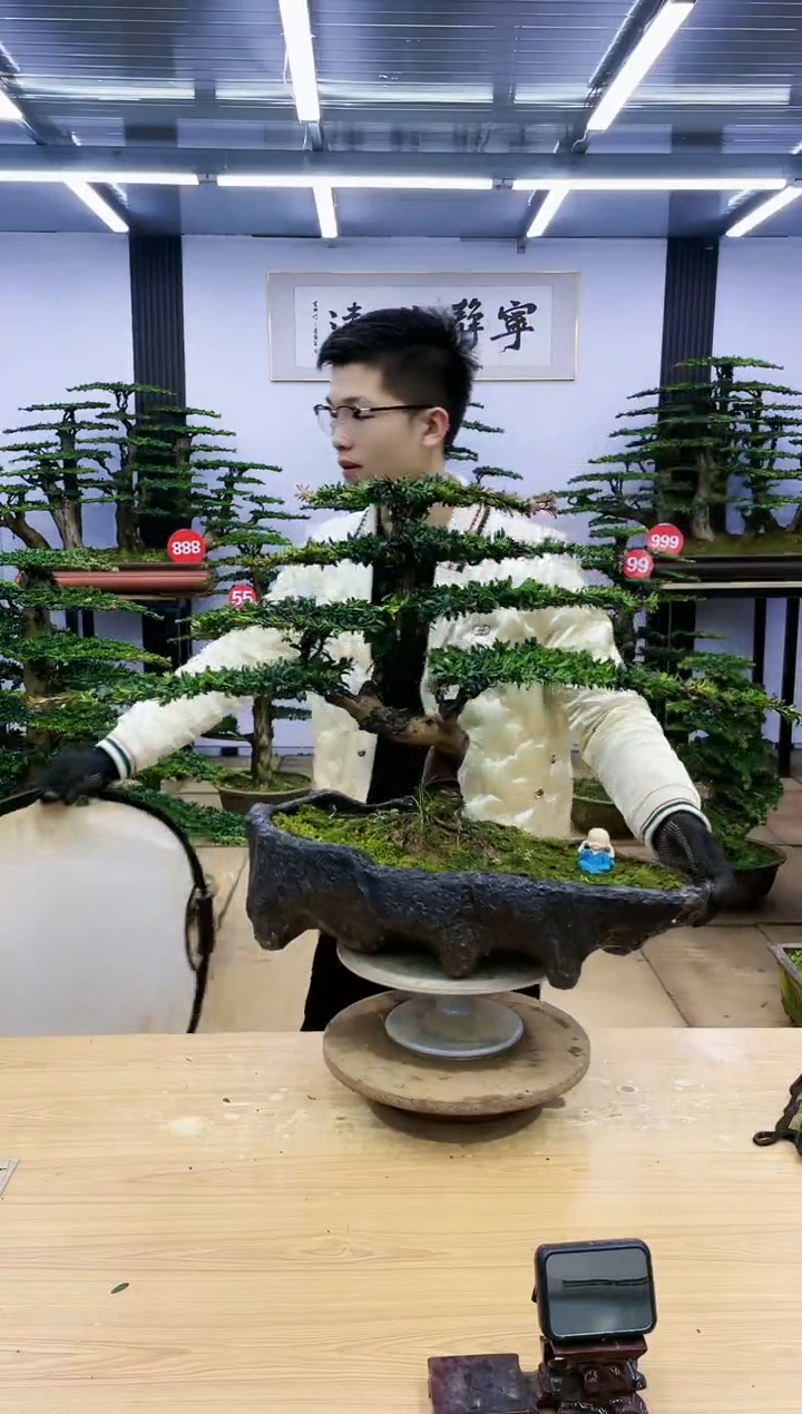 【闪购商品】00000红芽罗汉松