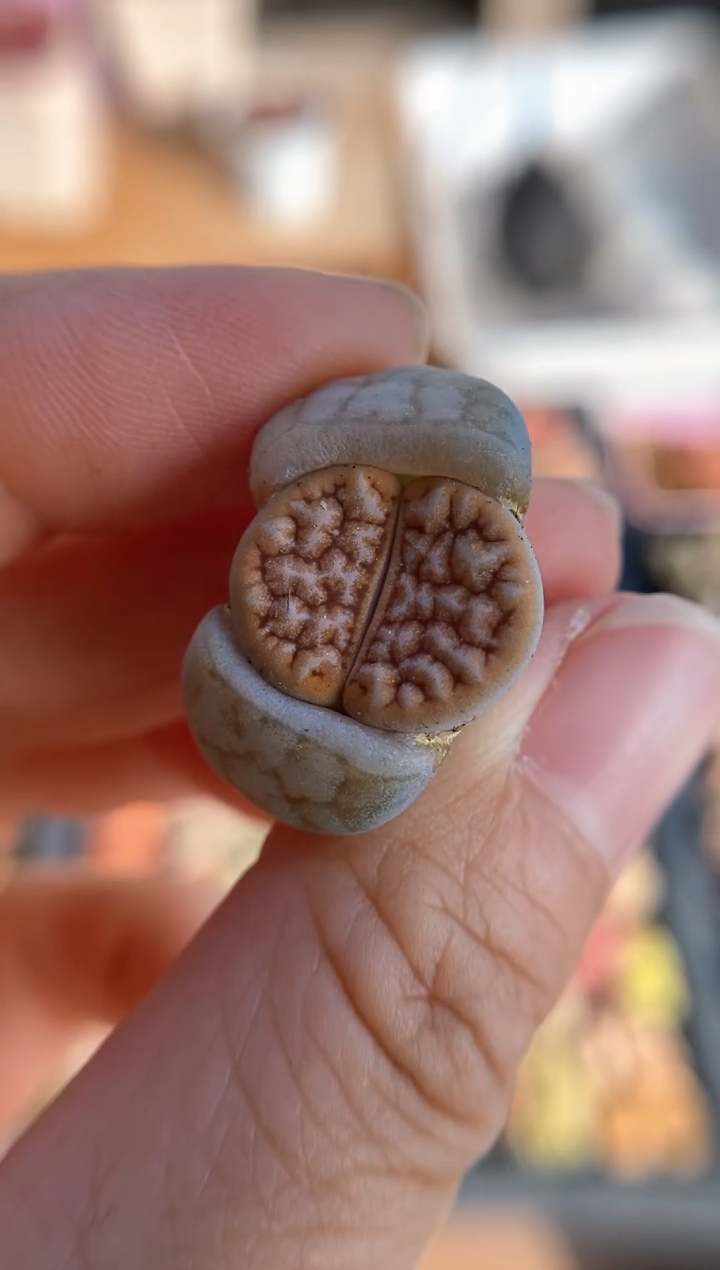 【闪购商品】直播间一物一拍7166