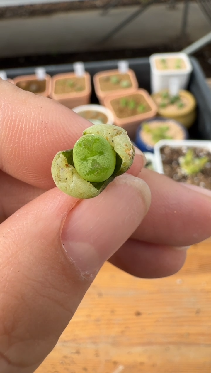 【闪购商品】2.5-15