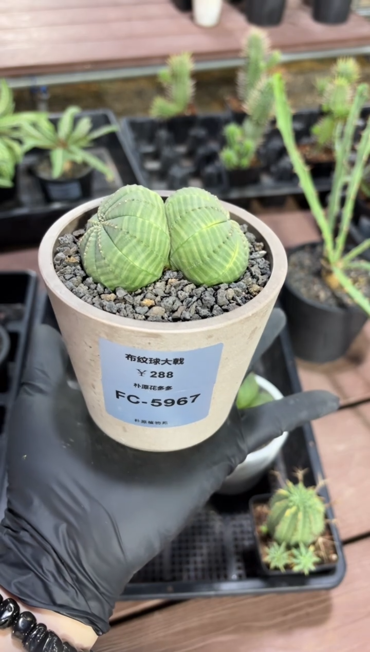 布纹球大戟FC-5967