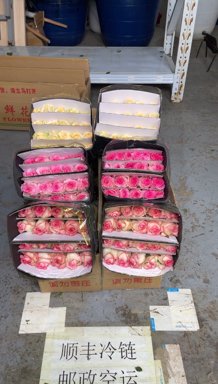 艾沙20枝+洛神20枝+香槟20枝