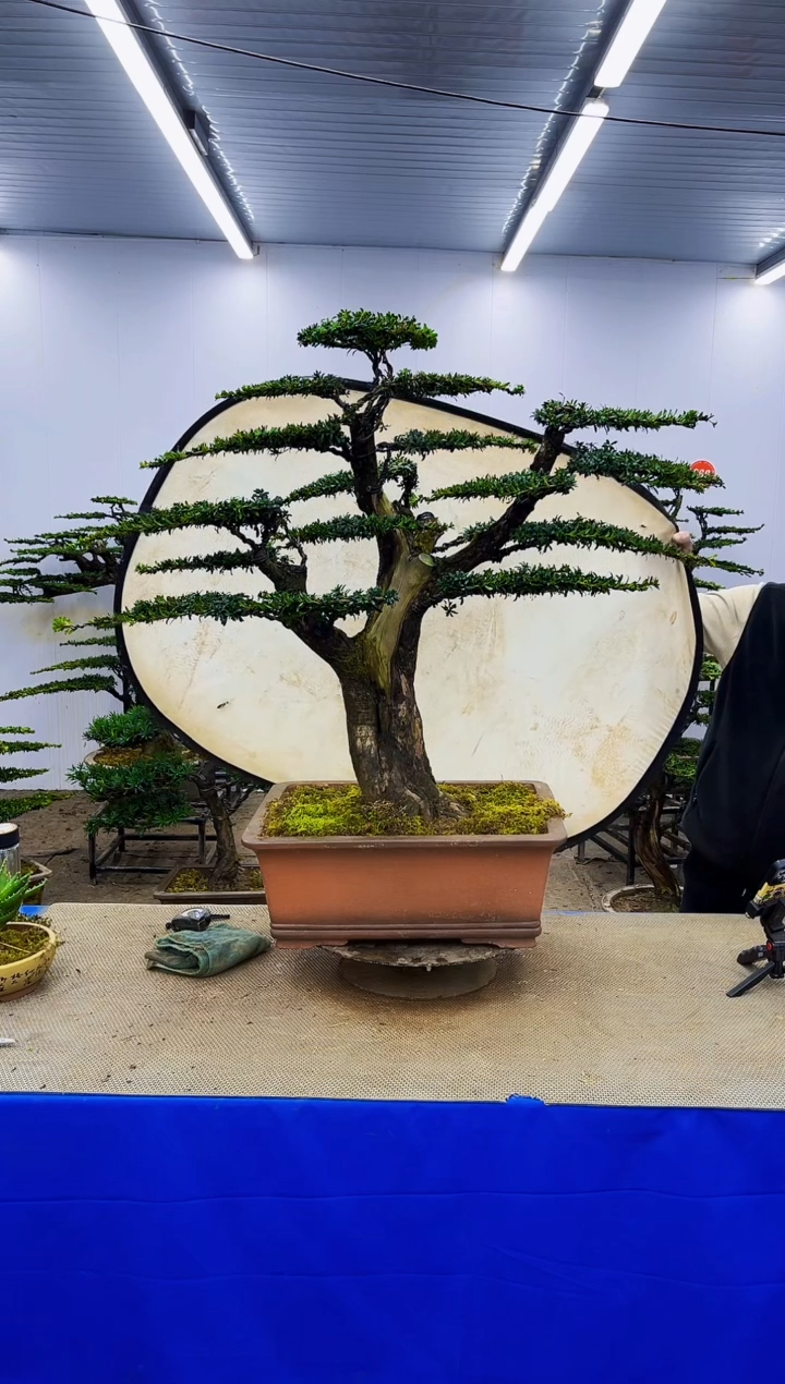 完全开放一物一拍，所见即所得