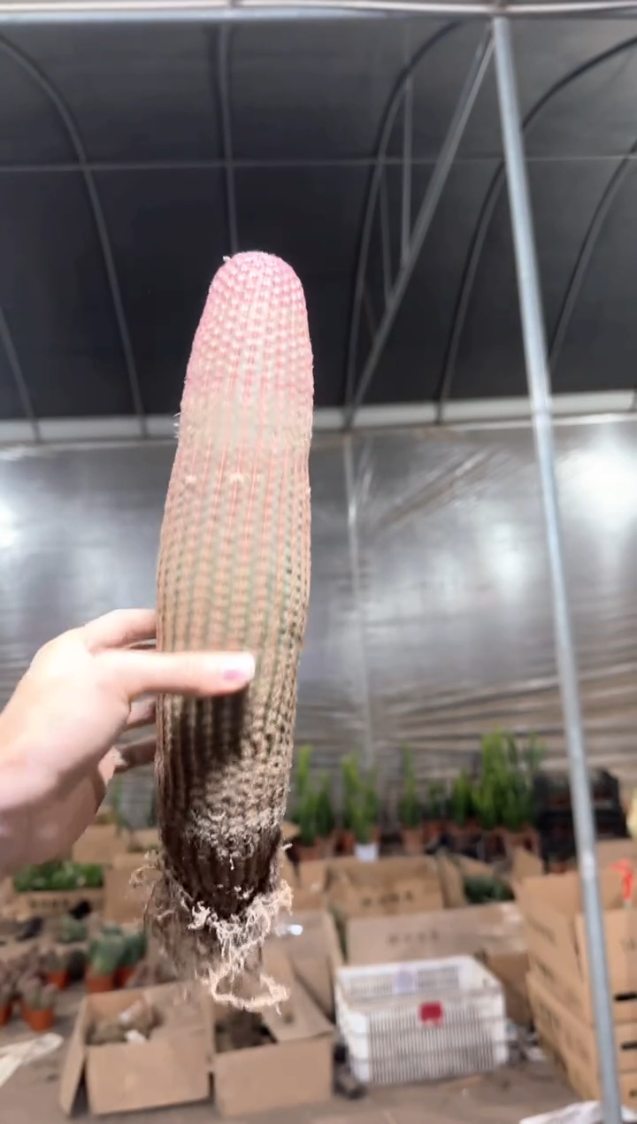 超大单头 红太阳【带根】高20cm+