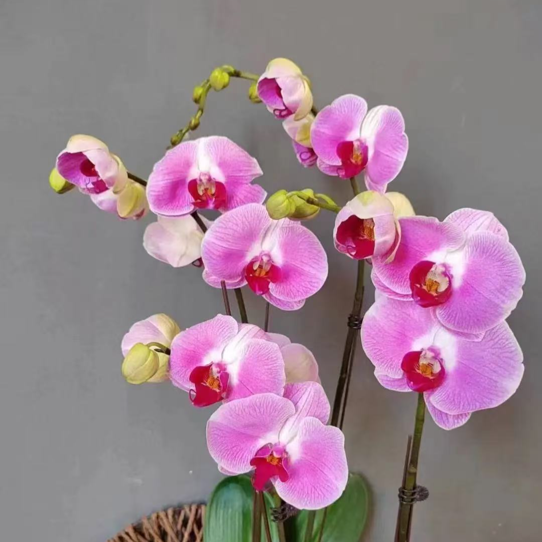 蝴蝶兰《仙桃》大花 带花发货 包邮 种植基地直发非常好养植株