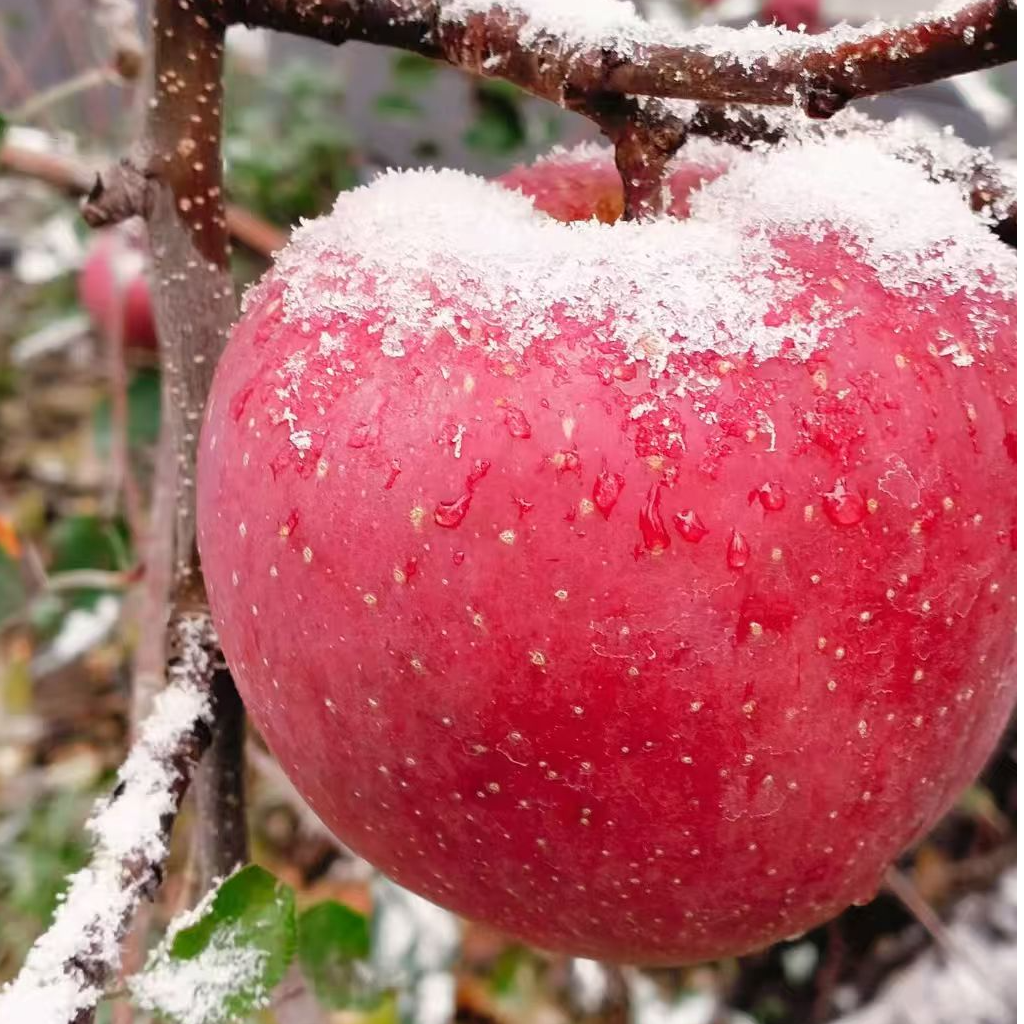 云南正宗昭通冰糖心脆爽丑苹果当季新鲜产地*整箱直发
