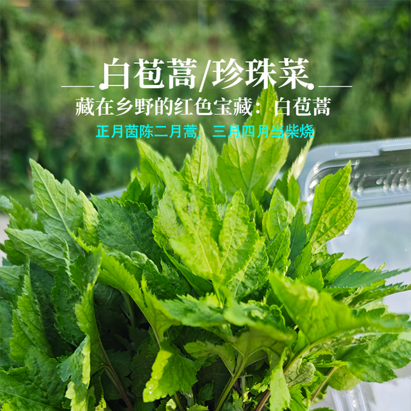 藏在乡野的红色宝藏白苞蒿珍珠菜食用红艾叶