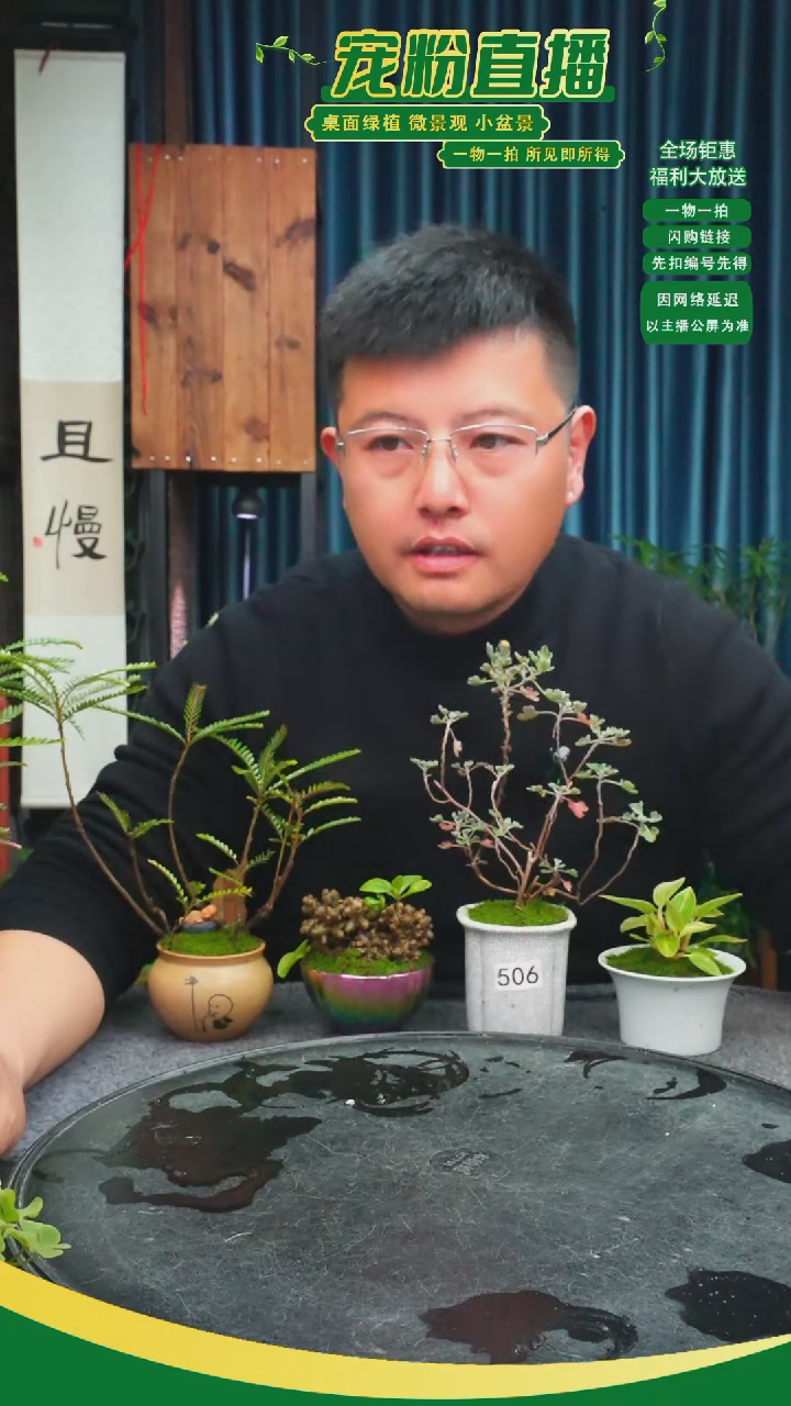无花朵幸*苔藓微景观506号
