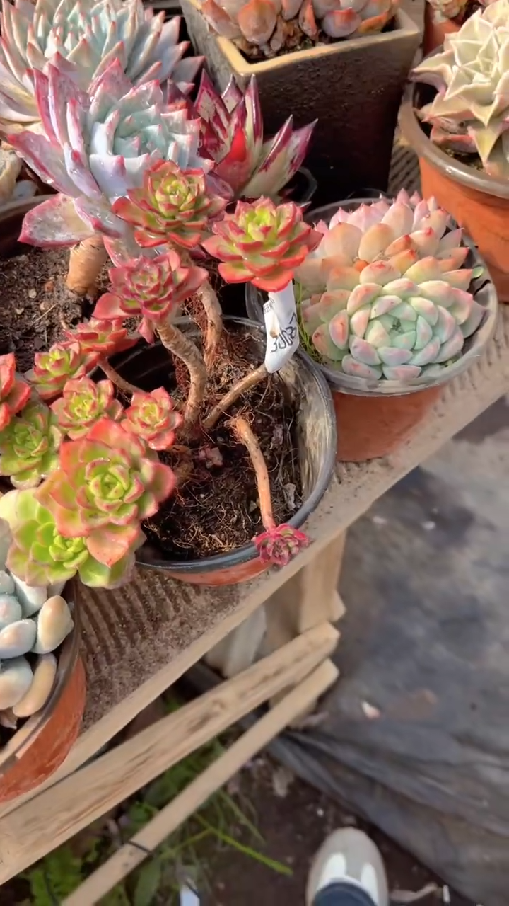 ໑****凉跃跃精品多肉30087