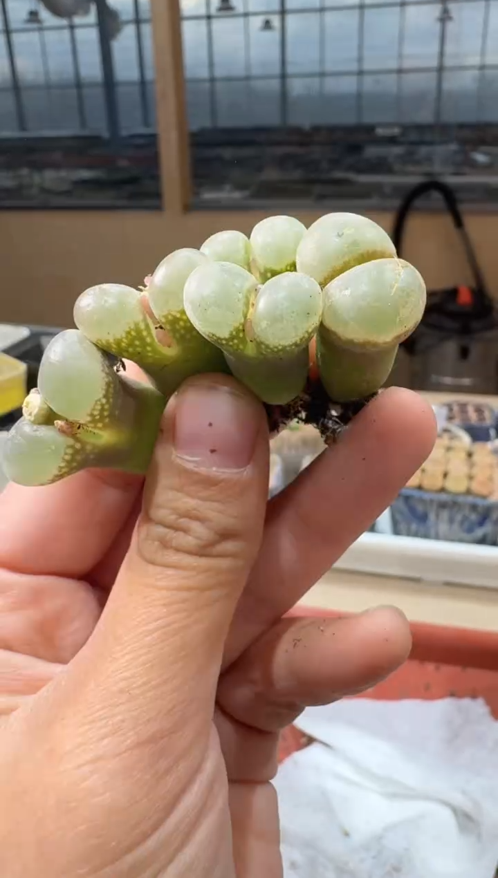 多肉植物肉锥2-369一颗