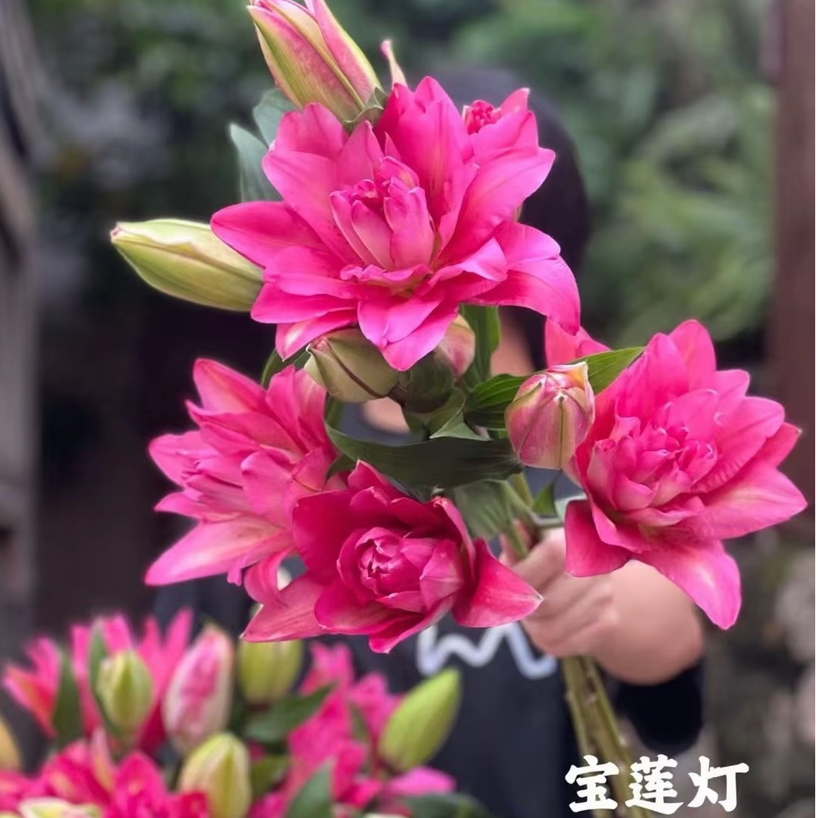 25+周长香水秋百合宝莲灯进口种球带芽重瓣耐寒耐热庭院阳台绿植
