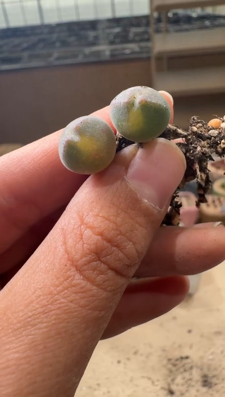 8-197多肉植物肉锥