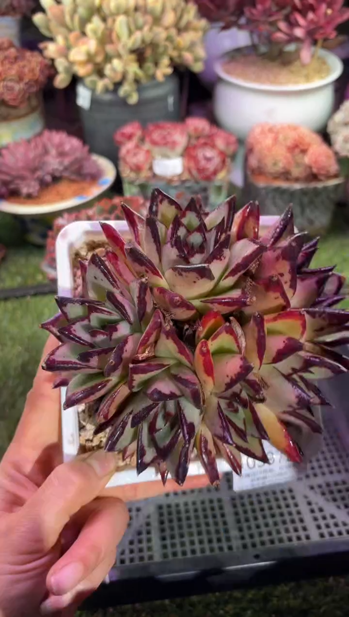 【闪购商品】03972