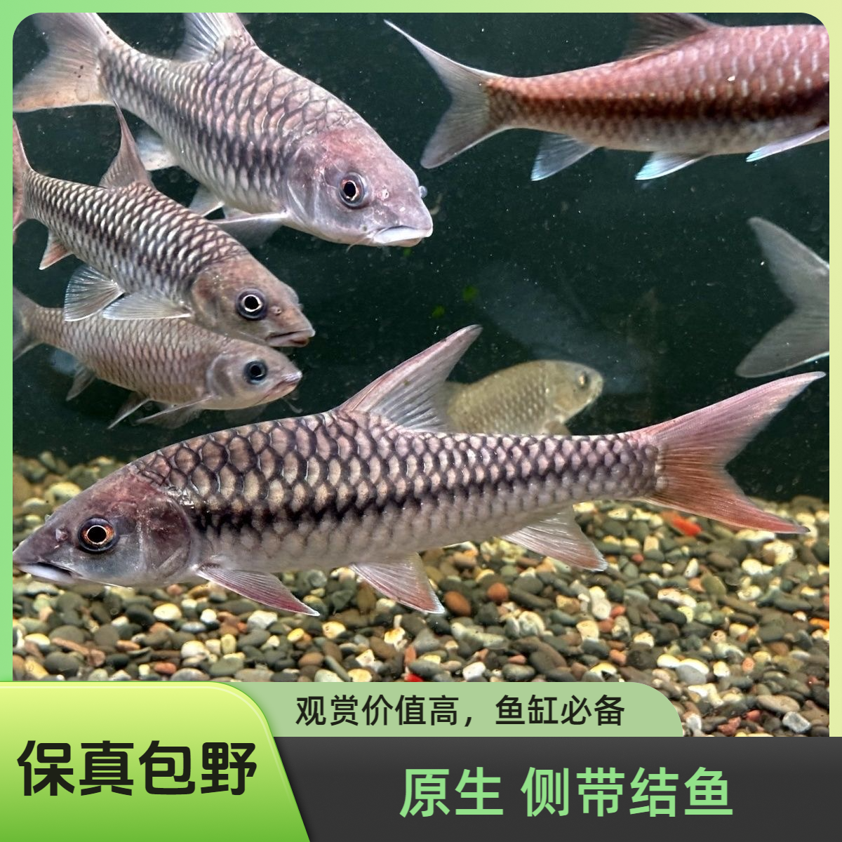 原生侧带结鱼红翅尖嘴国结【包野保真】活体淡水观赏鱼风水吉罗鱼