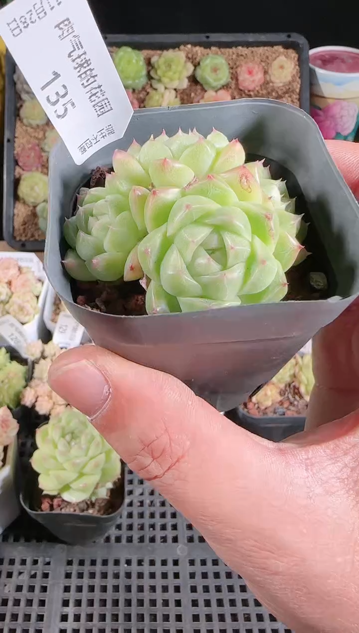 多肉1128-135群生不包整