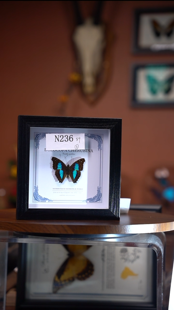 N236   蓝带荣蛱蝶