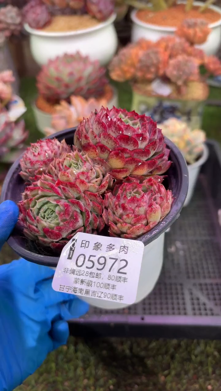 【闪购商品】05972