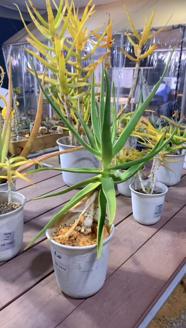 【闪购商品】原生芦荟脱土FB-1512