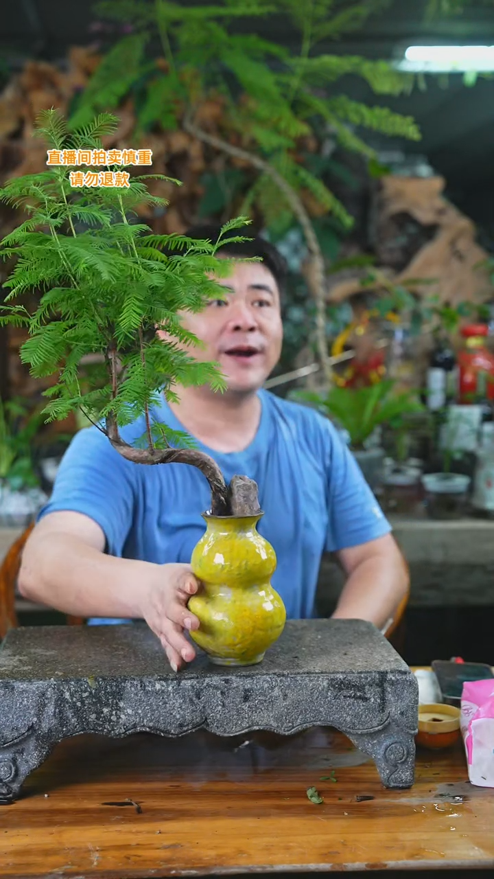 当前无花栽培后可以开花水杉355HT