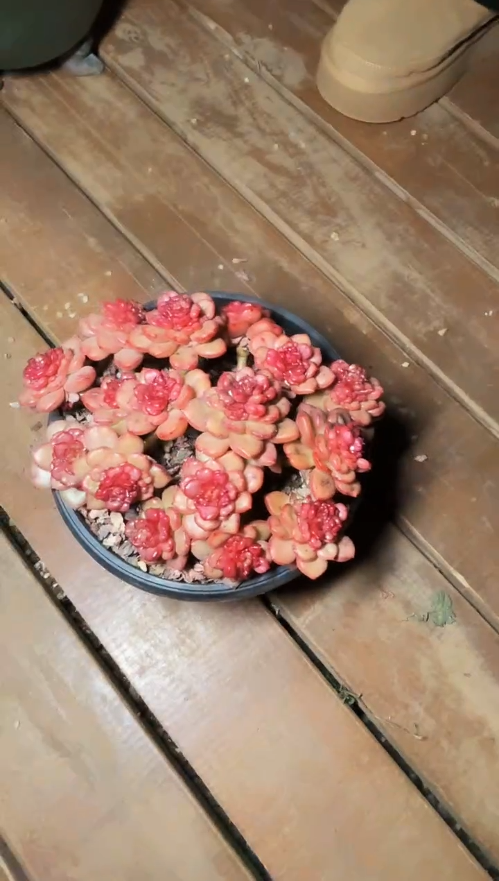 180#苹果花大群（15-18cm）脱土