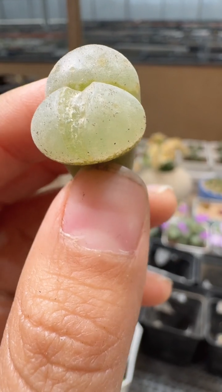 10-26多肉植物肉锥