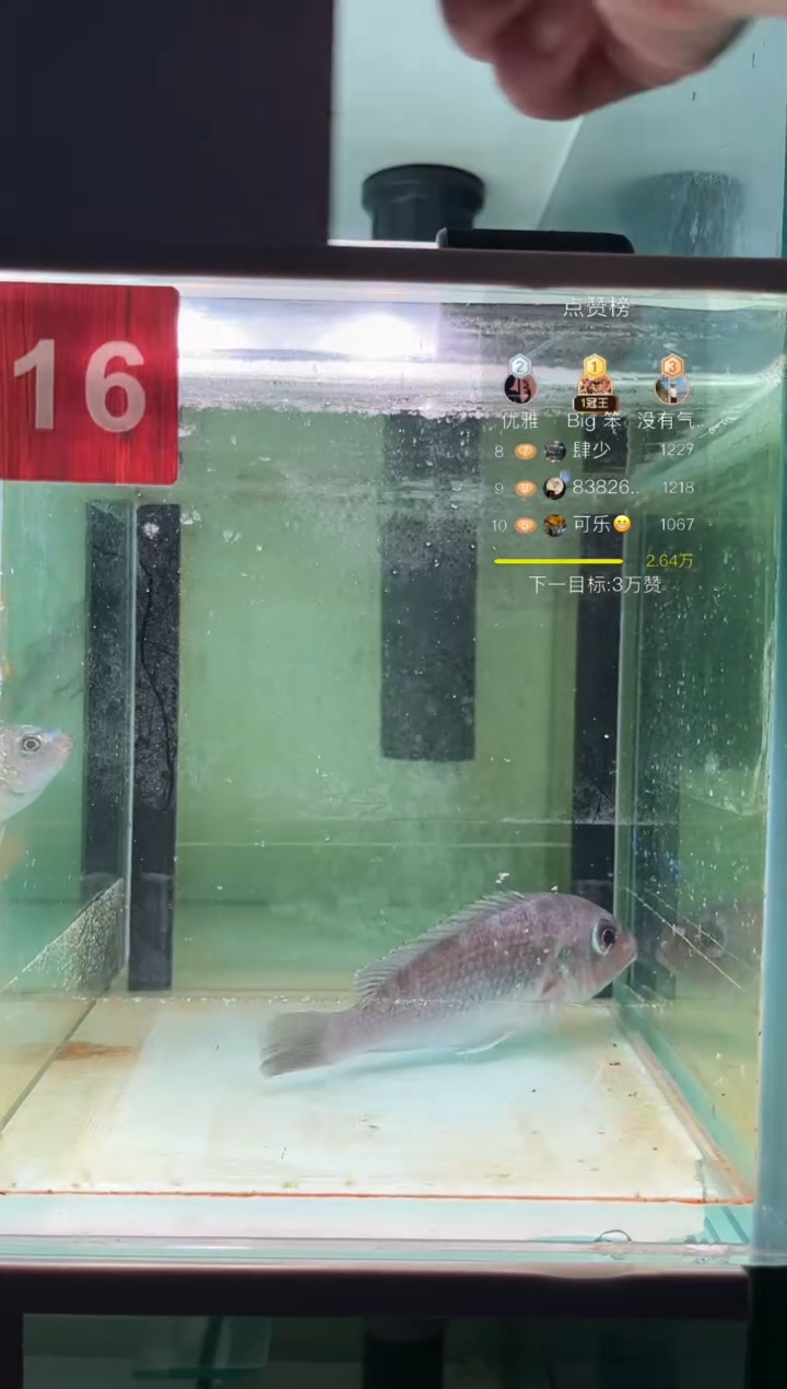 海水三湖慈鲷野生