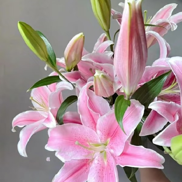 【六哥花卉】【 粉色香水百合  】 全场鲜花一单顺丰包邮