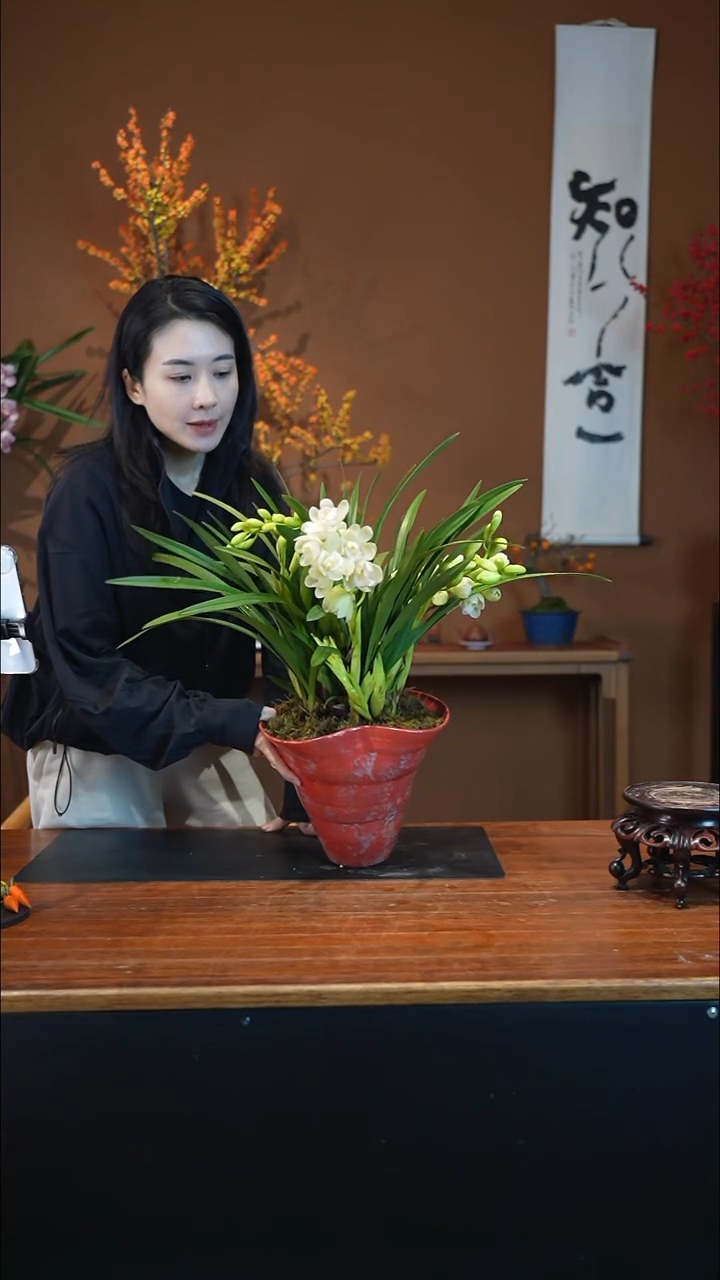 全部花朵白玉香兰盆景盆景盆景