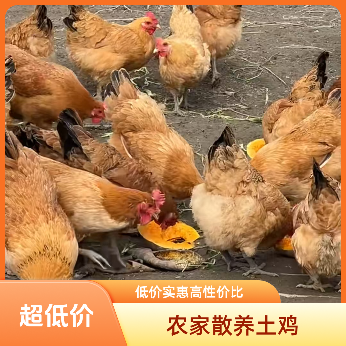 安徽农村散养草母鸡2只装6-7斤