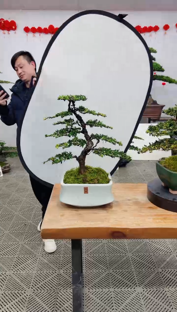 【闪购商品】盆景盆景