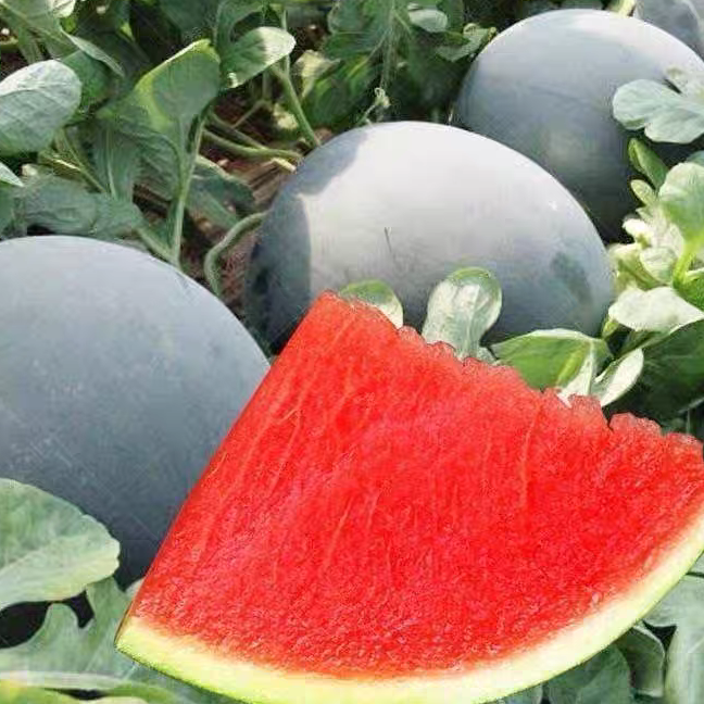 超甜无籽西瓜种子黑皮高产薄皮红心特大西瓜种籽蔬菜水果种子四季
