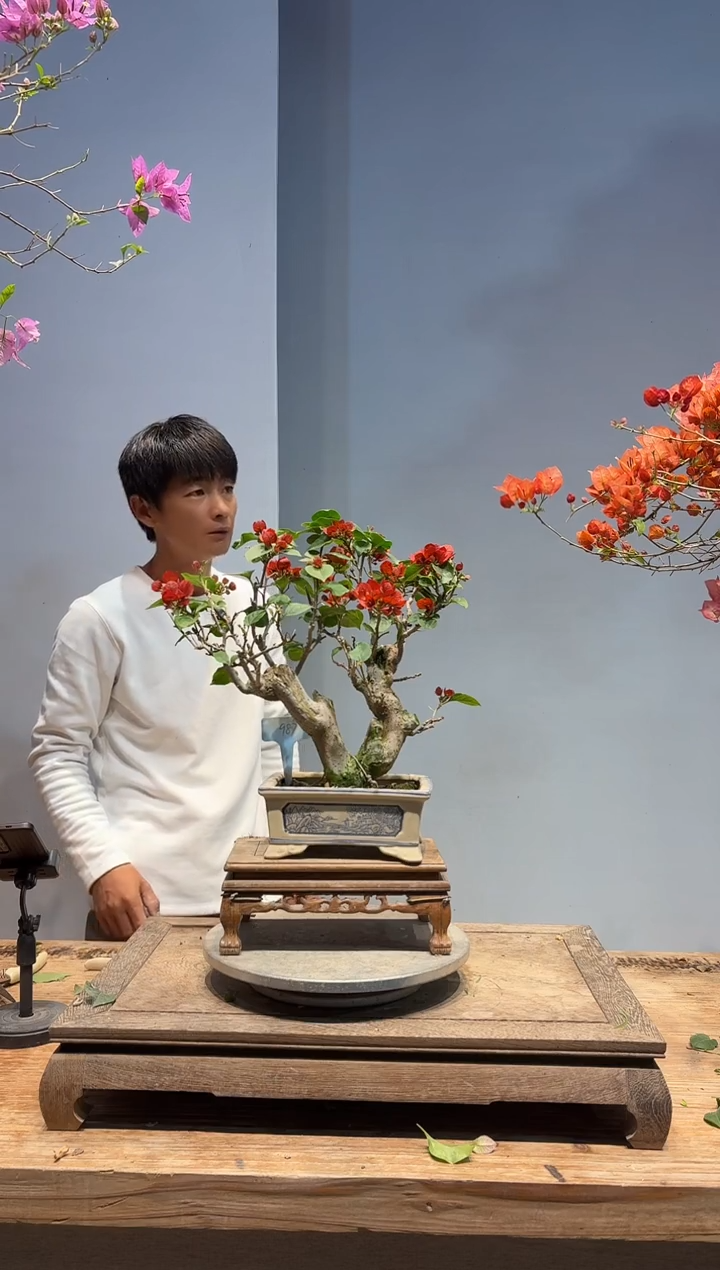 以实际为准国**授三角梅87