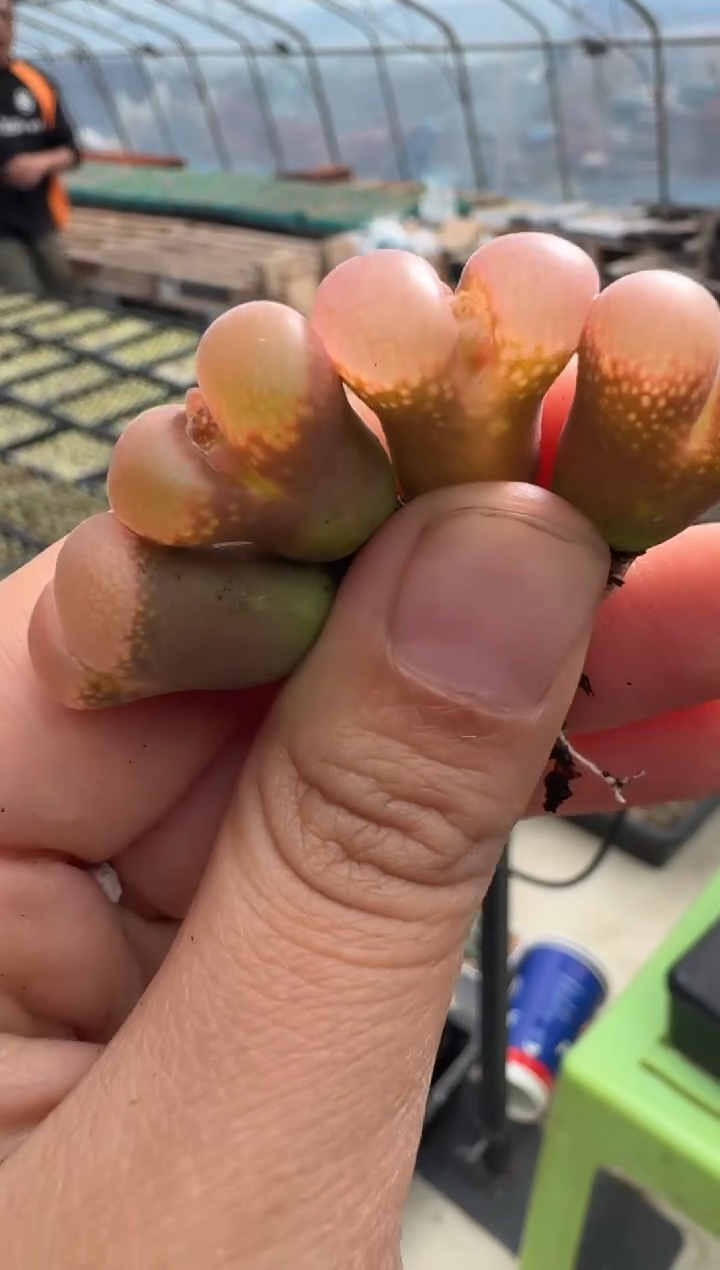 135多肉植物肉锥一颗