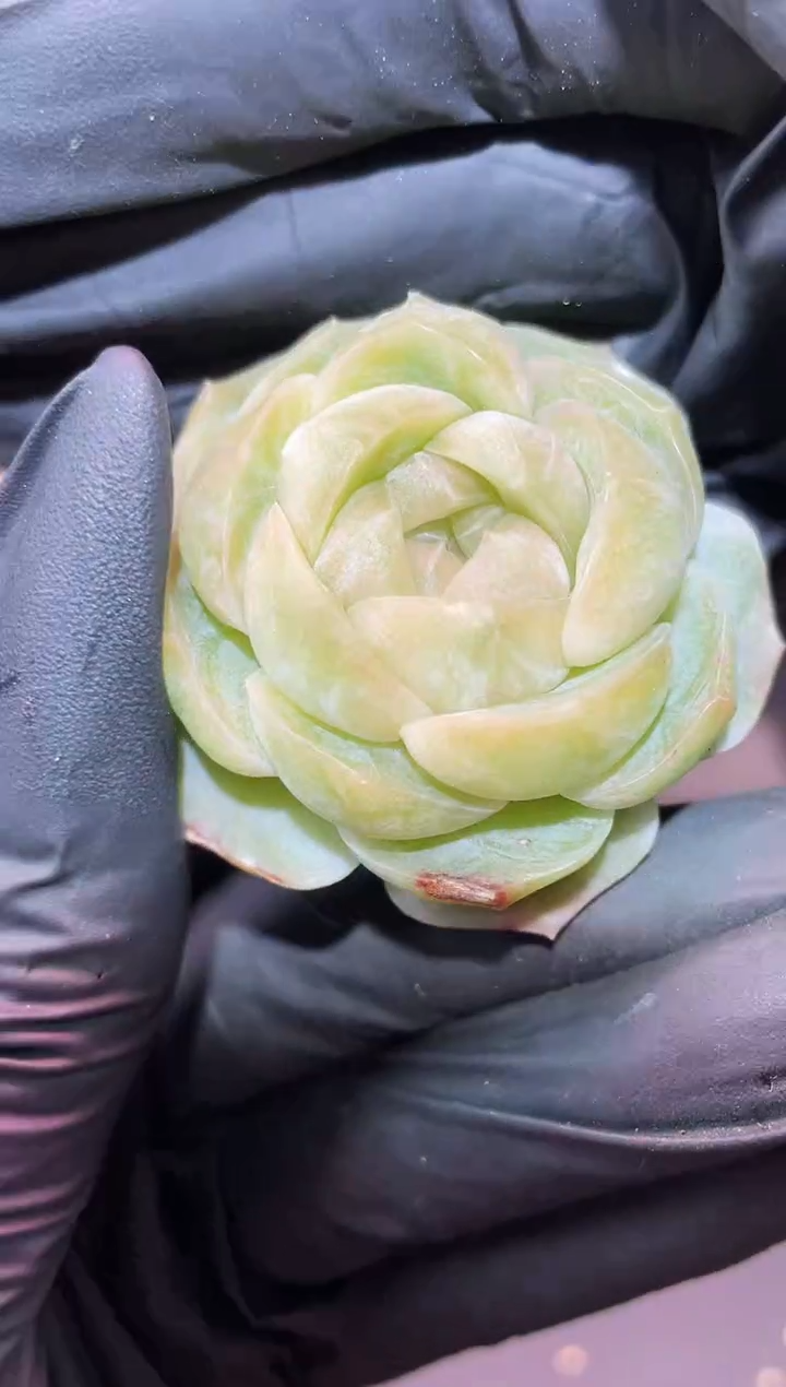 闪购654 颜如玉多肉一颗  4厘米