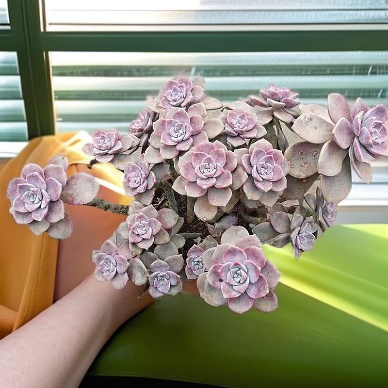 云南高原精品地栽紫乐中号 新手好养精品多肉绿植 园艺种植多肉