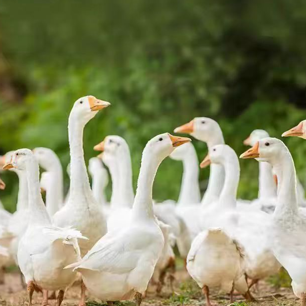 农家散养大白鹅冷链顺丰包邮带头带掌翅带心肝