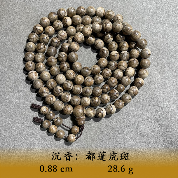 LSRL天然野都蓬虎斑C310