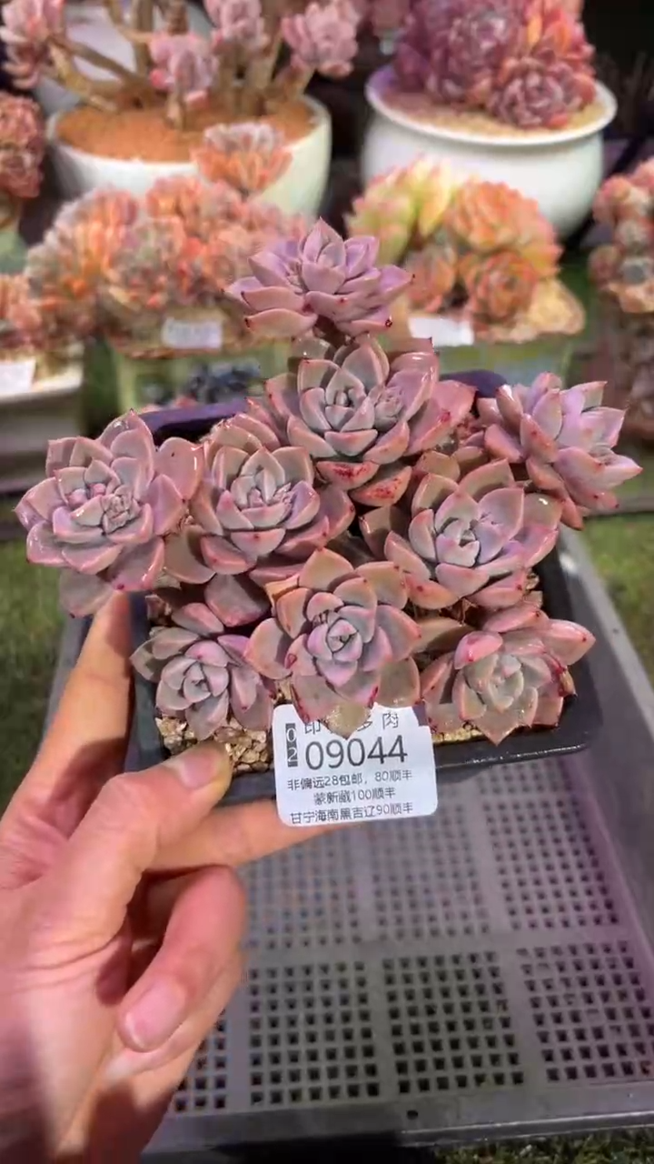【闪购商品】09044