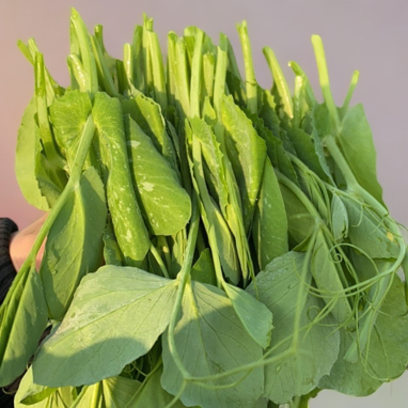 四川豌豆尖豌豆苗新鲜时令蔬菜火锅配菜当季菜现摘发货