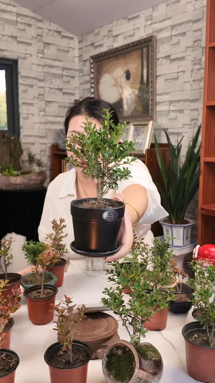 无花朵三年生好雨珍珠黄杨