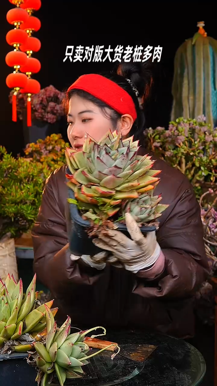 【闪购商品】方盆东云