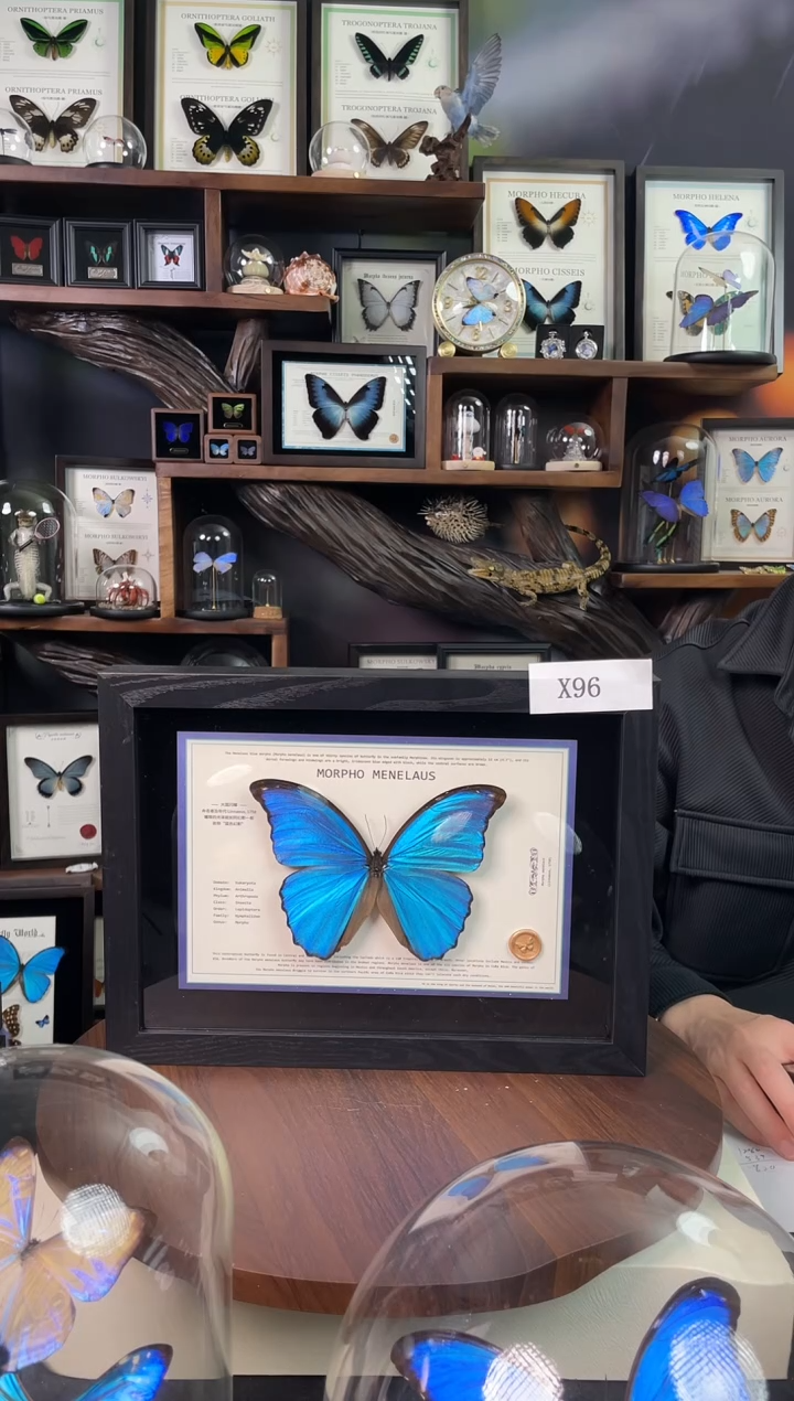 大蓝闪蝶-横向悬浮款【A4平面框】X96微瑕