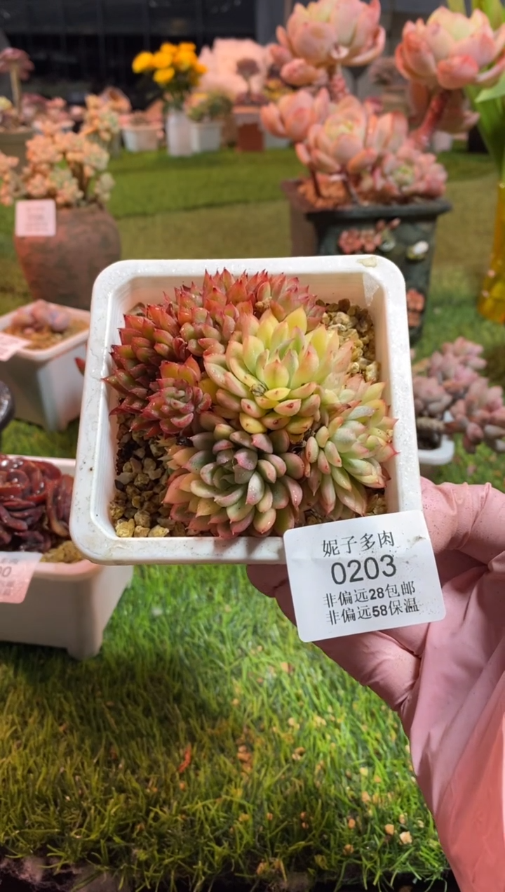 【闪购商品】0203a