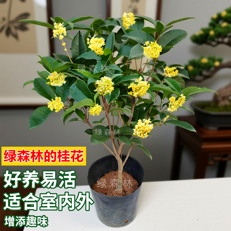 精选四季桂花盆栽带花苞树苗月月桂室内外浓香型植物阳台好养易活