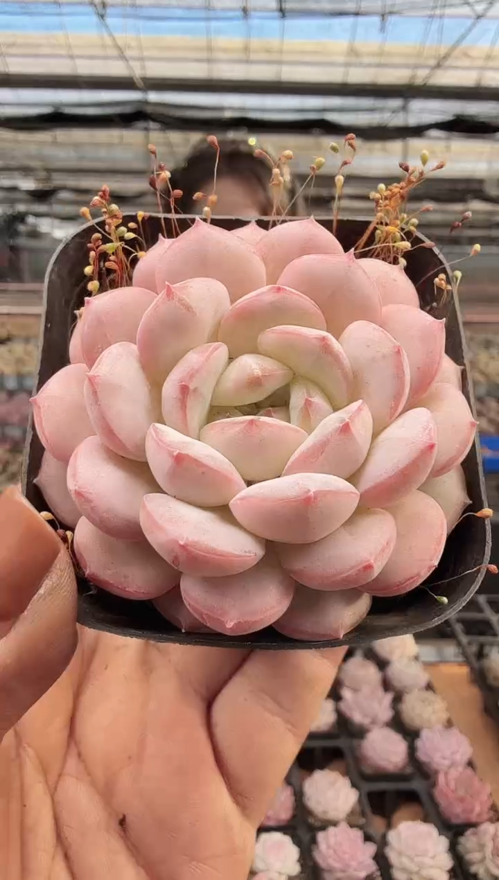 东云多肉园新款-437